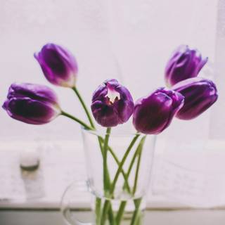 Purple flowers iPhone wallpaper