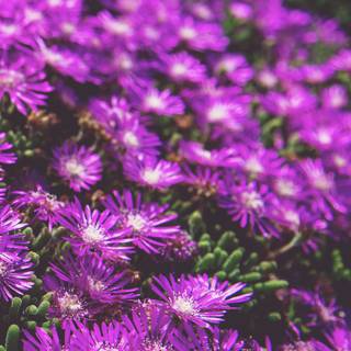 Purple flowers iPhone wallpaper