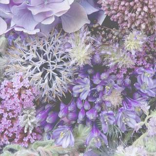 Purple flowers iPhone wallpaper