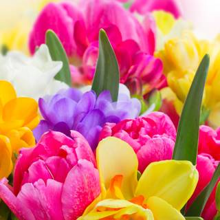 Purple flowers iPhone wallpaper