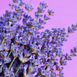 Purple flowers iPhone wallpaper