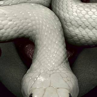 American Horror Story phone wallpaper