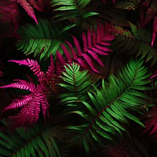 Pink iPhone 15 wallpaper