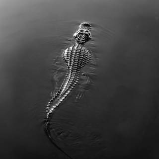 Crocodile phone wallpaper