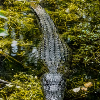 Crocodile phone wallpaper