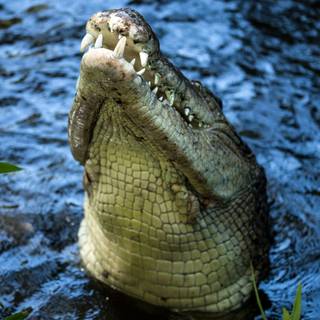 Crocodile phone wallpaper