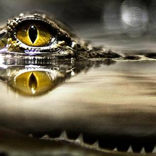 Crocodile phone wallpaper