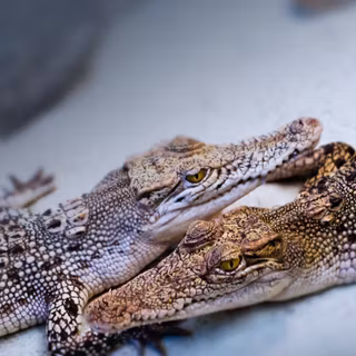 Crocodile phone wallpaper