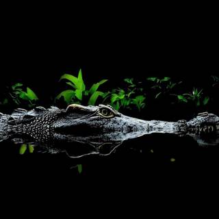 Crocodile phone wallpaper