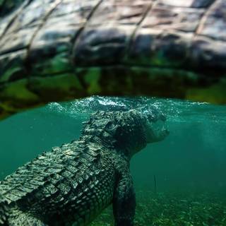 Crocodile phone wallpaper