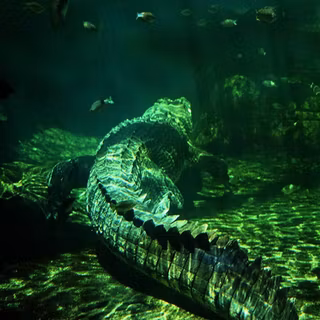 Crocodile phone wallpaper