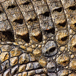 Crocodile phone wallpaper