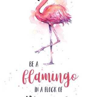 Be A Flamingo In A Flock of Pigeons wallpaper