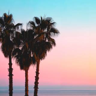 California dreaming wallpaper