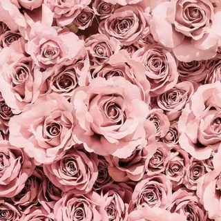 Pastel rose wallpaper