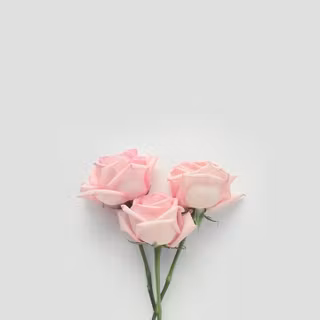 Pastel rose wallpaper