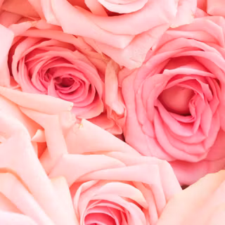 Pastel rose wallpaper