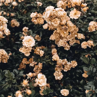 Pastel rose wallpaper