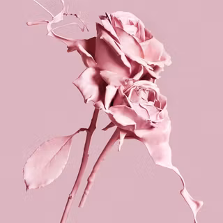 Pastel rose wallpaper