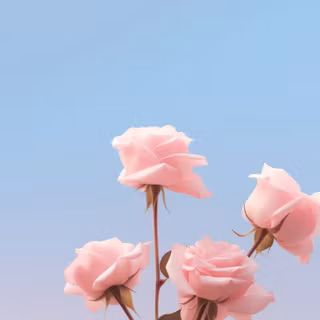 Pastel rose wallpaper