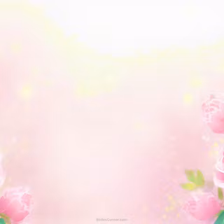 Pastel rose wallpaper