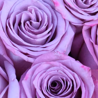 Pastel rose wallpaper