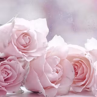Pastel rose wallpaper
