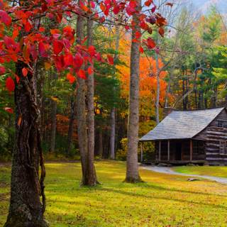 Autumn cabin wallpaper