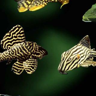 Pleco wallpaper
