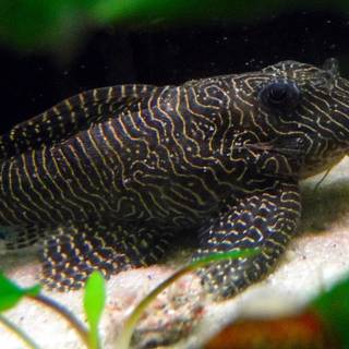 Pleco wallpaper
