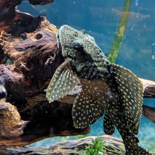 Pleco wallpaper