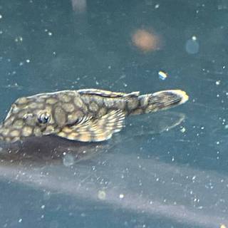 Pleco wallpaper
