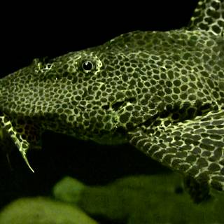 Pleco wallpaper