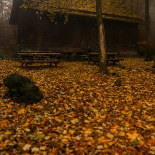 Autumn cabin wallpaper