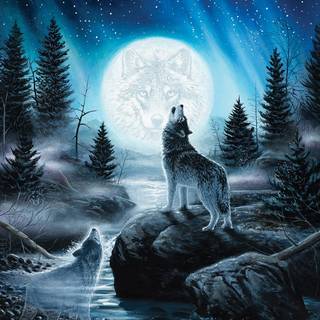 Wolf at night wallpaper