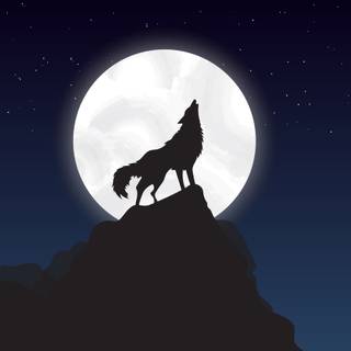 Wolf at night wallpaper