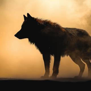 Wolf at night wallpaper