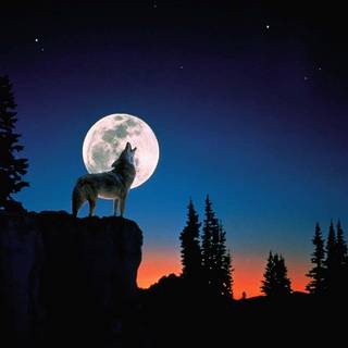 Wolf at night wallpaper