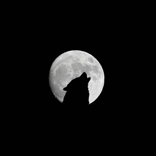 Wolf at night wallpaper