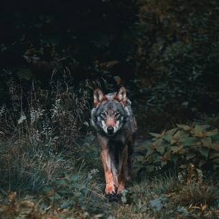 Wolf at night wallpaper