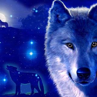 Wolf at night wallpaper