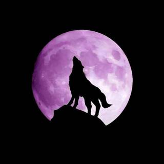 Wolf at night wallpaper