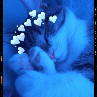 Cute blue cats wallpaper