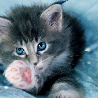 Cute blue cats wallpaper