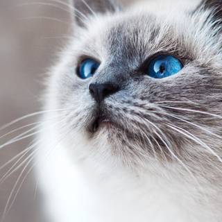 Cute blue cats wallpaper