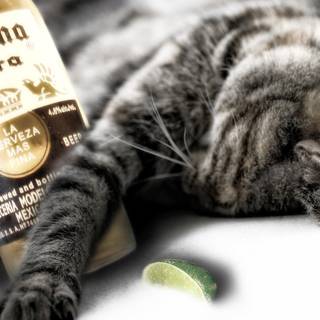 Mexican cat wallpaper