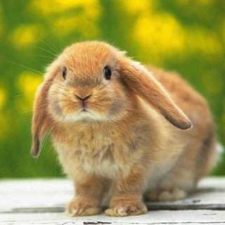 Mini lop wallpaper