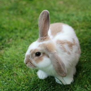 Mini lop wallpaper