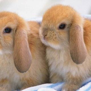Mini lop wallpaper