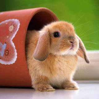 Mini lop wallpaper